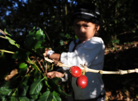 Niños cortan café en montañas de Honduras