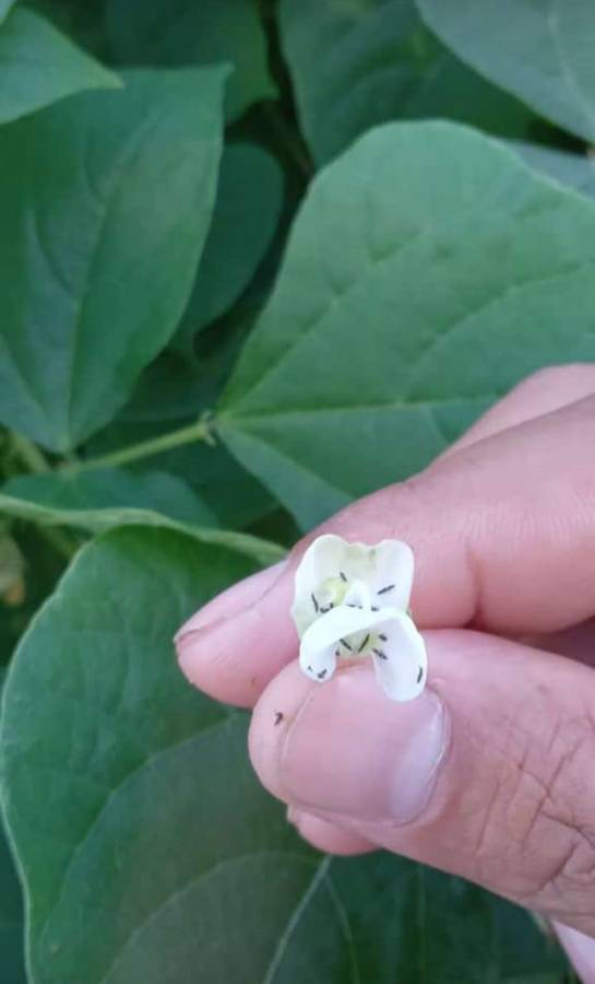 Así luce la plaga de origen asiático llamada Thrips.