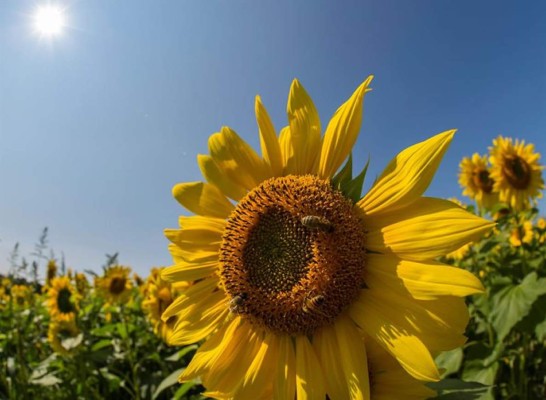 El número de especies amenazadas alcanzó un nuevo récord en 2017