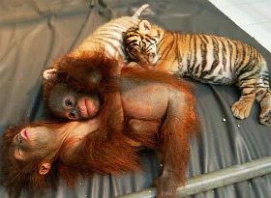 Inusual amistad entre tigres y orangutanes