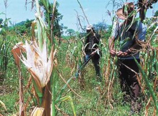 BID aprueba $460 millones para el agro