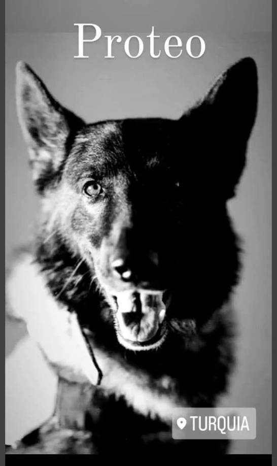 El comunicado generó rápidamente comentarios de tristeza entre los internautas, quienes lamentaron la pérdida del perrito, quien sin duda fue un héroe para México y para las personas que sufrieron los estragos del sismo de 7.8 grados en la escala de Richter que sacudió a Siria y Turquía el pasado 6 de febrero.