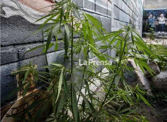 En presidios ‘cortan’ coca y producen crack