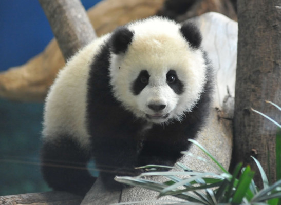 Osa panda, la nueva estrella del zoo de Taipéi