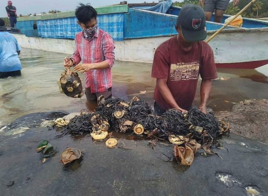 Hallan ballena muerta con casi seis kilos de plástico en su estómago