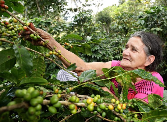 El cambio climático pone en riesgo oferta global de café