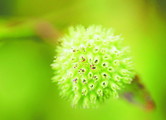 Río Tinto, el último pulmón verde para los apasionados de las aves