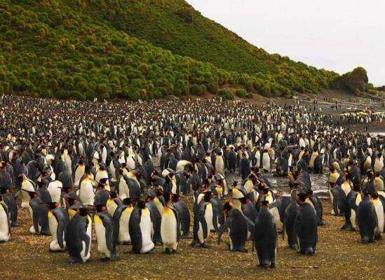 Macquarie, el refugio de los pingüinos