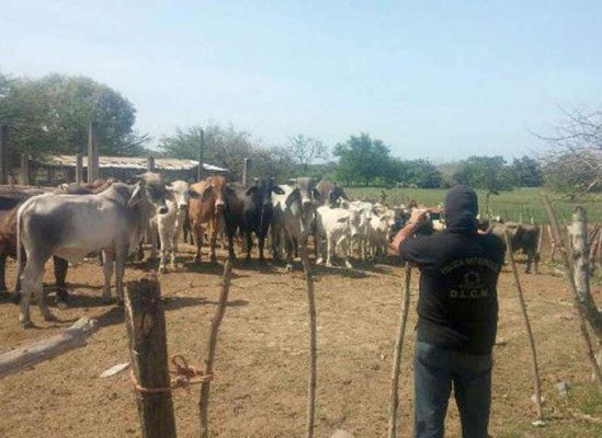 En San Pedro Sula subastarán el ganado incautado a los Valle Valle