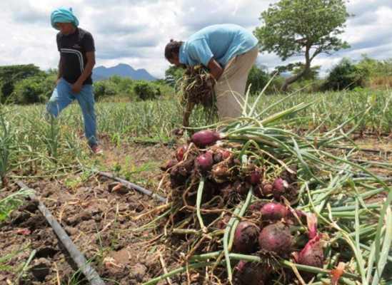 Esta semana se define reglamento que autoriza la importación de cebollas
