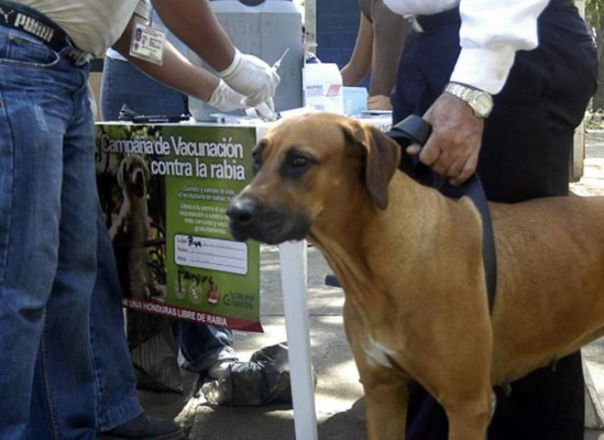 Inicia campaña de vacunación canina en el Valle de Sula