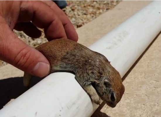 Video: Hombre resucita a un roedor que se había ahogado