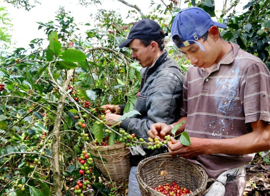 Exportación de café repunta un 22% en la cosecha 2014-2015
