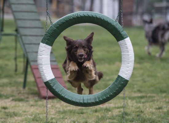 A dog attends a training session at the Chilean police canine training school in Santiago, on October 09, 2018. - Two hundred dogs of different breeds, such as German Shepherd, Belgian Shepherd, Labrador, Golden Retriever and Swiss Shepherd, are trained at the training school located in the San Cristobal hill, a green lung in downtown Santiago. (Photo by Martin BERNETTI / AFP) / TO GO WITH AFP STORY BY MIGUEL SANCHEZ