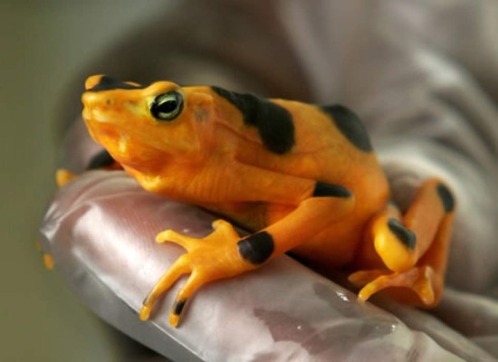 Buscan salvar en cautiverio a emblemática 'rana dorada'