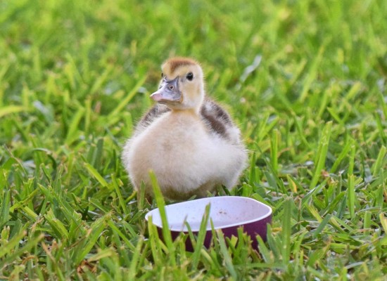 Los patitos recién nacidos son más inteligentes