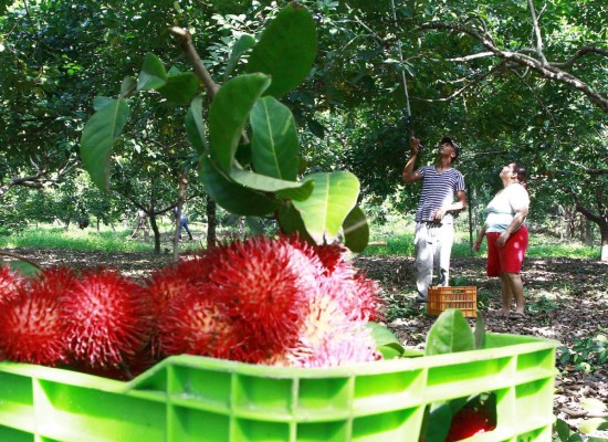 Rambután hondureño llega a Estados Unidos y Europa