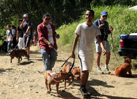 Pitbulls lo dieron todo en el segundo DogRun en San Pedro Sula