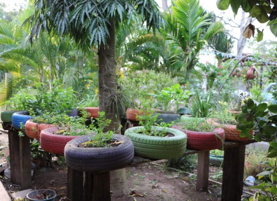 Naranjo Chino, un encanto natural en El Progreso