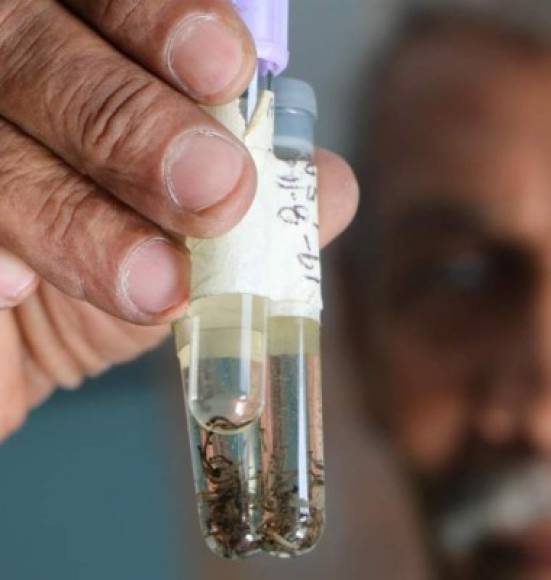 ¡Te pueden salvar la vida! 10 datos vitales sobre el dengue en Honduras