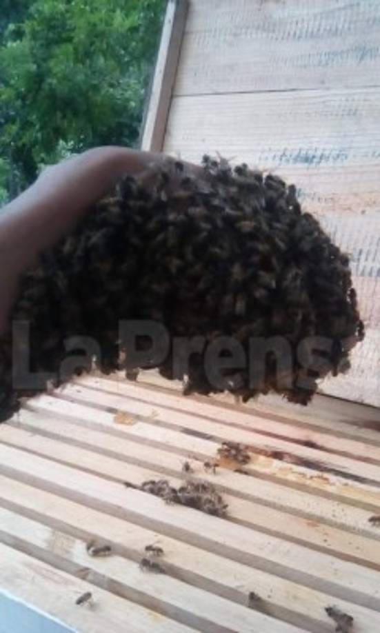 Emerson explica que las abejas tambien se tienen que aprender a 'domar' como a un animal salvaje. 'Yo por ejemplo evito a toda costa matar a una abeja'.