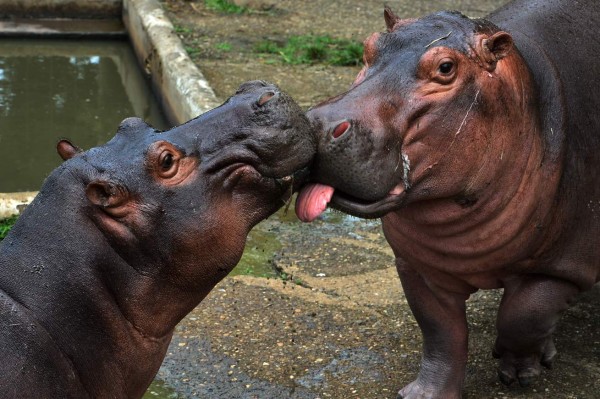Hippos are seen at the Joya Grande zoo, seized from Los Cachiros drug cartel in Santa Cruz de Yojoa municipality, Cortes department, Honduras, on May 30, 2020. - The eco-park is supported by donations during the new coronavirus pandemic, since there are no visitors. (Photo by ORLANDO SIERRA / AFP)