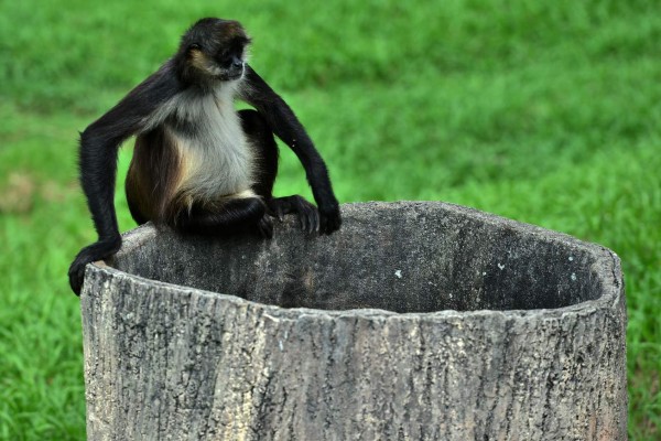 A monkey is seen at the Joya Grande zoo, seized from Los Cachiros drug cartel in Santa Cruz de Yojoa municipality, Cortes department, Honduras, on May 30, 2020. - The eco-park is supported by donations during the new coronavirus pandemic, since there are no visitors. (Photo by ORLANDO SIERRA / AFP)
