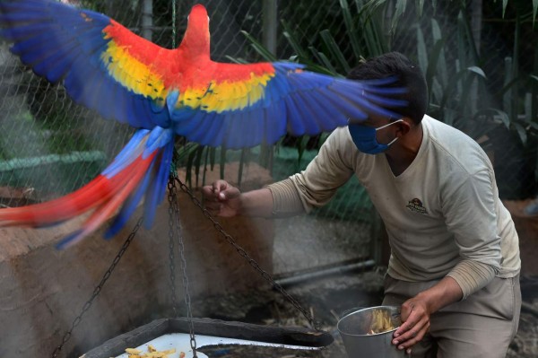 An employee feeds red guaras -national bird of Honduras- at the Joya Grande zoo, seized from Los Cachiros drug cartel in Santa Cruz de Yojoa municipality, Cortes department, Honduras, on May 30, 2020. - The eco-park is supported by donations during the new coronavirus pandemic, since there are no visitors. (Photo by ORLANDO SIERRA / AFP)