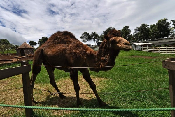 A camel is seen at the Joya Grande zoo, seized from Los Cachiros drug cartel in Santa Cruz de Yojoa municipality, Cortes department, Honduras, on May 30, 2020. - The eco-park is supported by donations during the new coronavirus pandemic, since there are no visitors. (Photo by ORLANDO SIERRA / AFP)