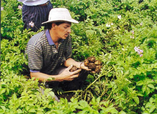 Deciden producir semilla de papa