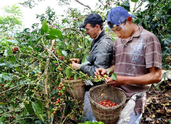 Exportación de café alcanza crecimiento de 41.1% en 2017