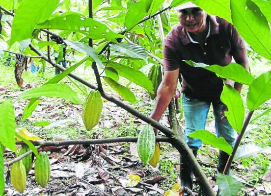Habitantes de tres zonas de El Merendón se convertirán en productores de cacao