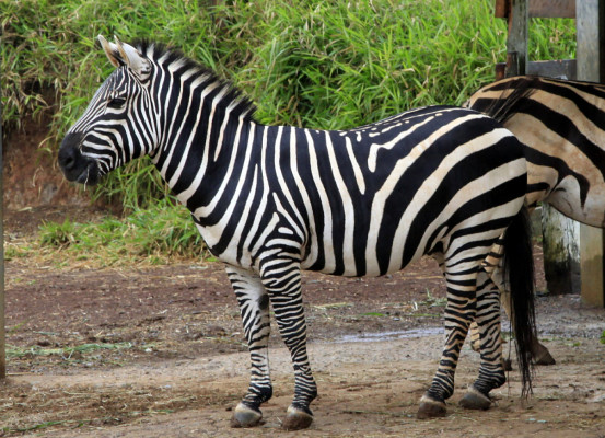 Zoológico Joya grande, un paraíso en crisis por falta de ingresos