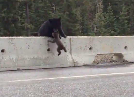 Osa salva a su cría en carretera