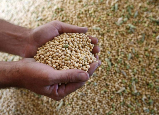 Destacan rol de legumbres en la lucha contra el hambre