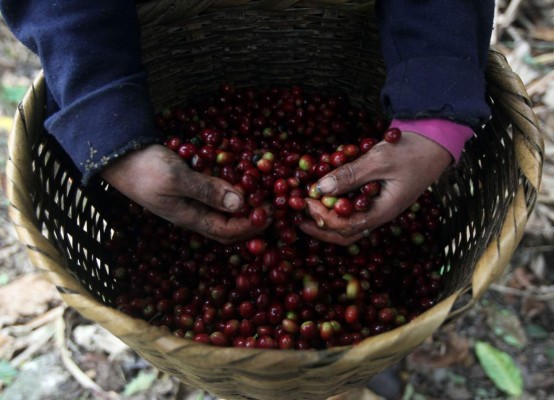 Precio del café reporta caída de $21 en mercado internacional