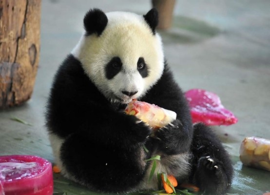 La panda más famosa celebra su primer cumpleaños