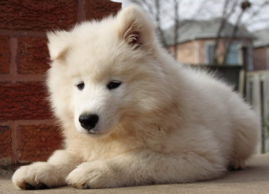 Perro esperó a su dueña durante mucho tiempo en lugar donde murió