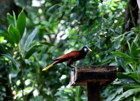 Juan Orlando Hernández busca evitar el cierre de Pico Bonito Lodge