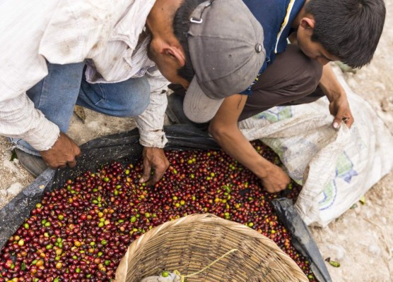 Productores de café esperan que fondos lleguen a los más pequeños