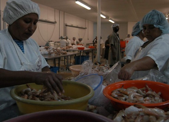 Venta de camarón ya no es negocio en Honduras