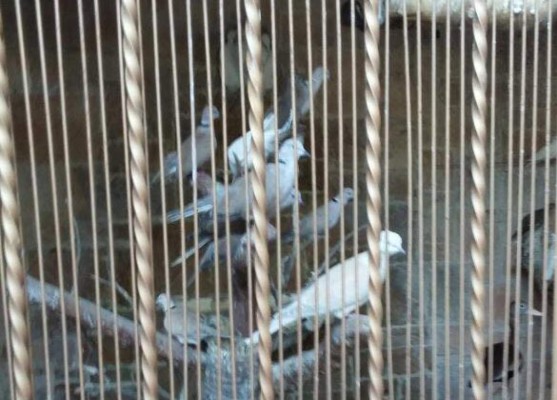 Cocodrilo, aves exóticas y venados hallan en casa de lujo en San Pedro Sula