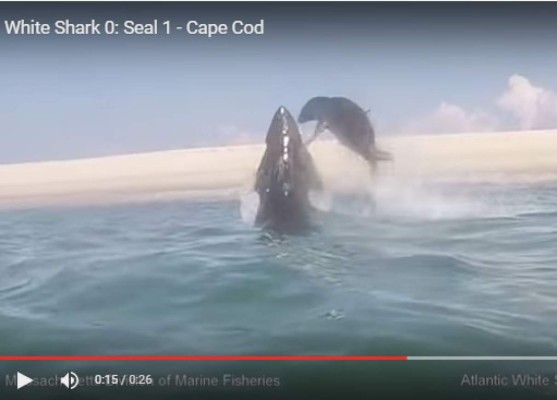 Foca se libra de ataque de tiburón