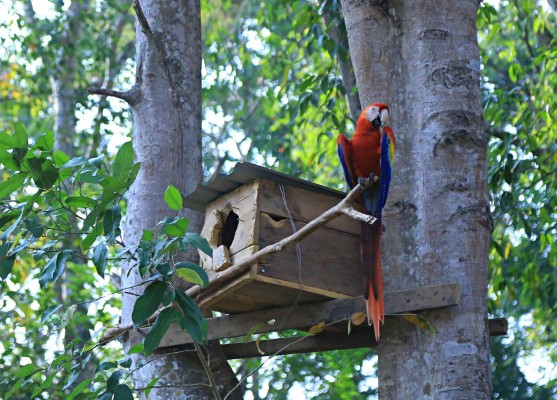 Honduras: Copán será el valle sagrado de la guara roja