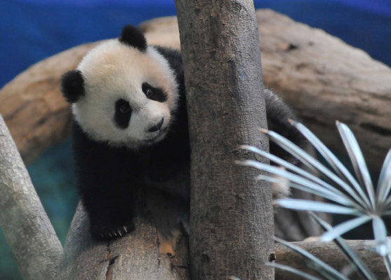 Osa panda, la nueva estrella del zoo de Taipéi