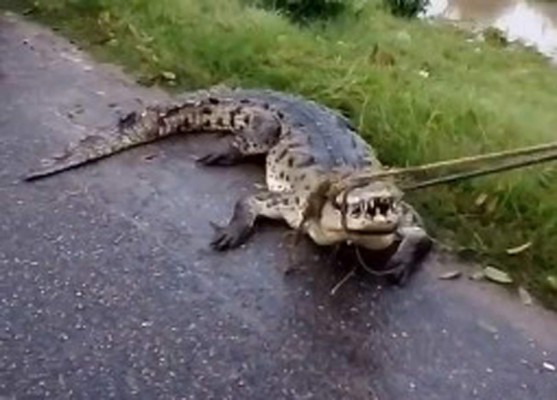 Cocodrilo es atrapado por pobladores de San Manuel, Cortés