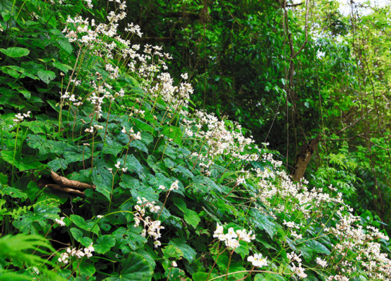 Mico Quemado agoniza entre silencio e indiferencia