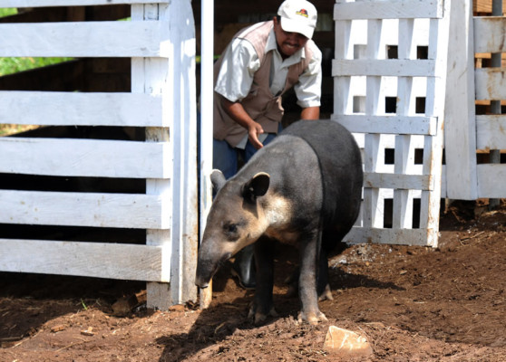 Honduras: Gastos de Joya Grande son de L1.2 millones mensuales