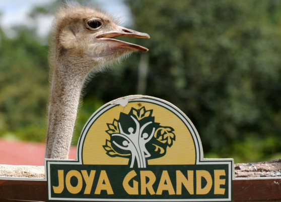 Honduras: Gastos de Joya Grande son de L1.2 millones mensuales