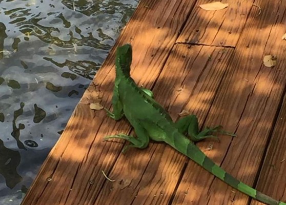 Iguanas y pitones se congelan en Florida por el fuerte frío